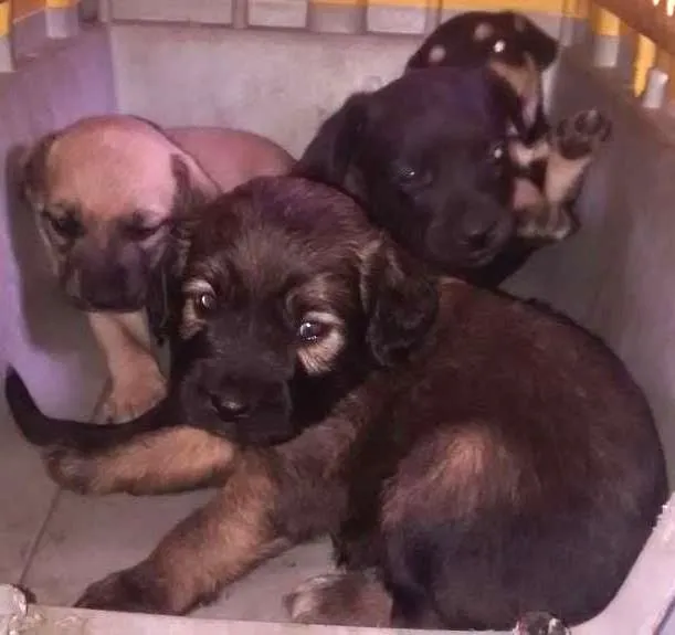 Cachorro ra a Vira lata idade Abaixo de 2 meses nome Sem nome