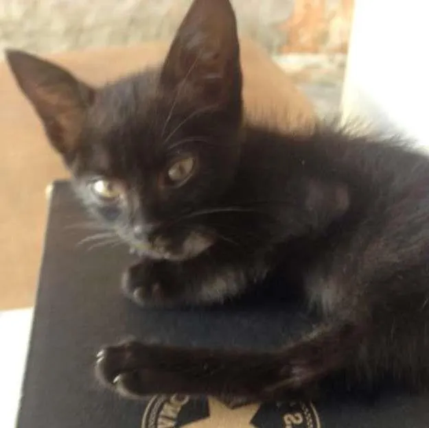 Gato ra a  idade Abaixo de 2 meses nome Lorde