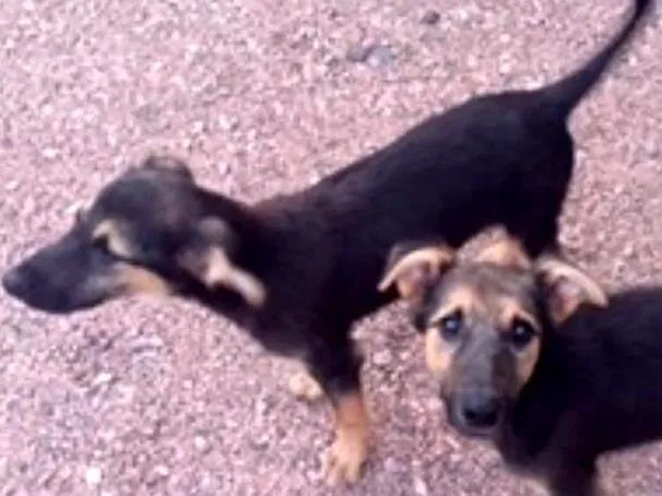 Cachorro ra a indefinida idade 2 a 6 meses nome Filhote 1