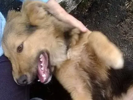 Cachorro ra a Mestiço - Pastor Alemão idade 2 a 6 meses nome Sem Nome