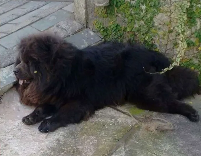 Cachorro ra a Chow Chow idade 1 ano nome Stalin