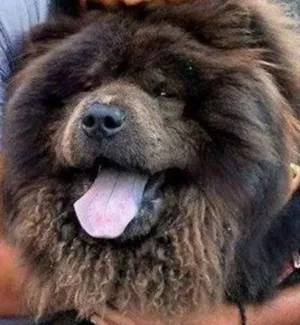 Cachorro raça Chow Chow idade 1 ano nome Stalin