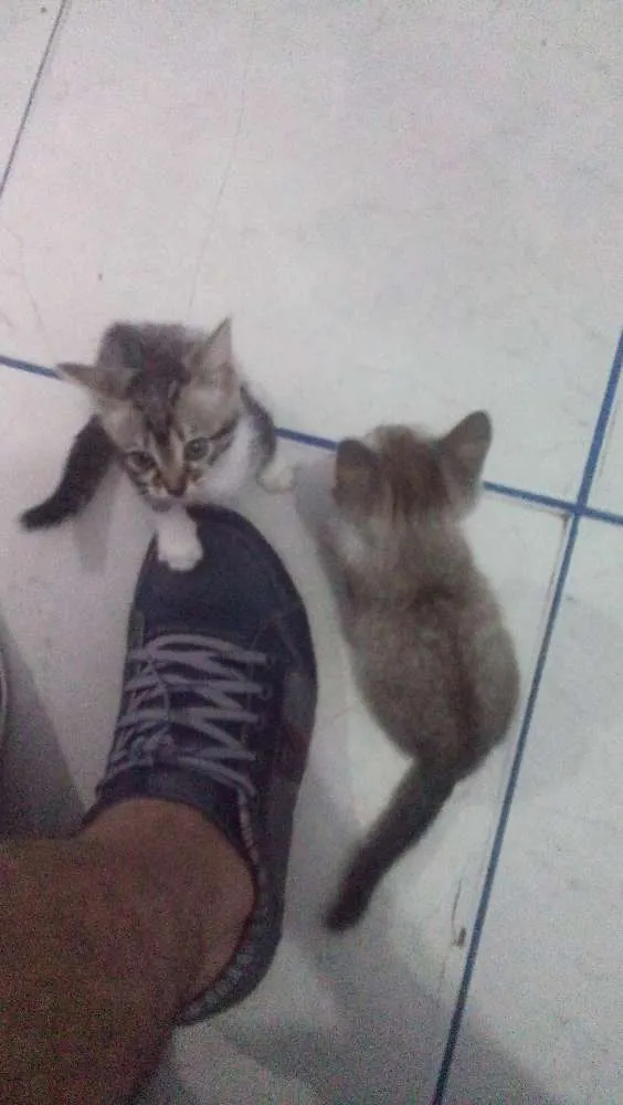 Gato ra a  idade 2 a 6 meses nome Não tem nome ainda