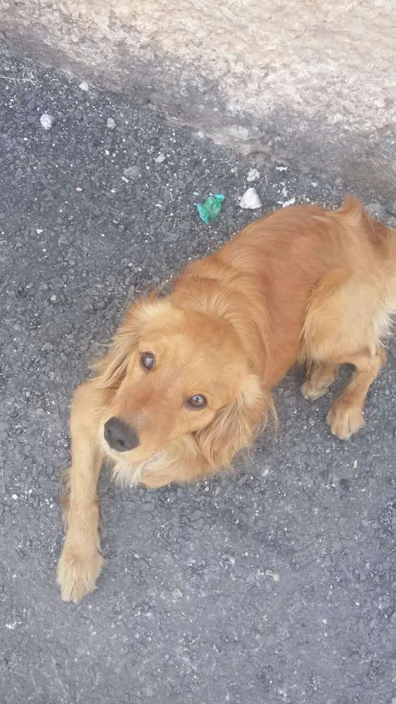 Cachorro raça Vira lata idade 7 a 11 meses nome Sheik