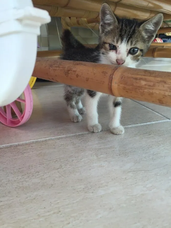 Gato ra a  idade Abaixo de 2 meses nome Elsa