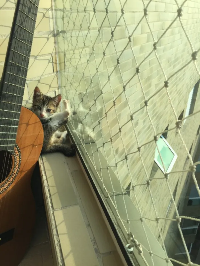 Gato ra a  idade Abaixo de 2 meses nome Elsa