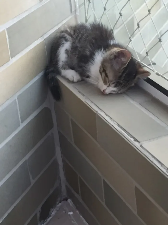 Gato ra a  idade Abaixo de 2 meses nome Elsa