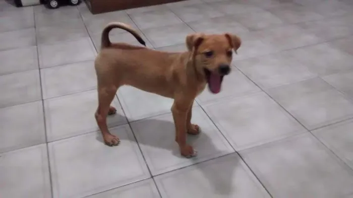 Cachorro ra a Vira lata idade 2 a 6 meses nome Dara