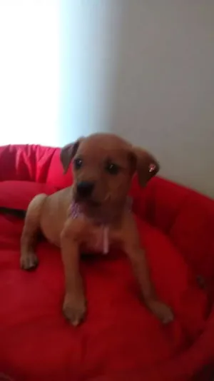 Cachorro raça Vira lata idade 2 a 6 meses nome Dara