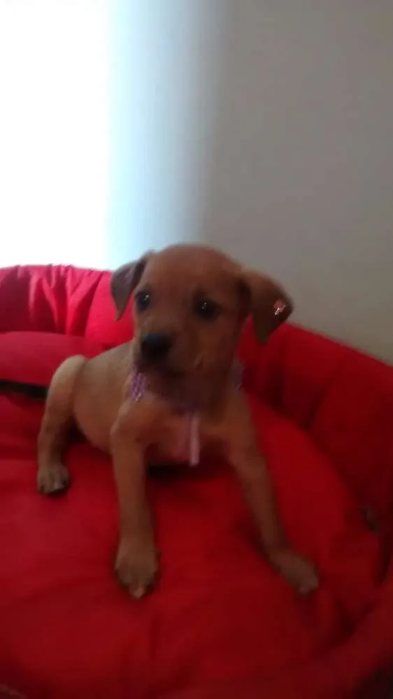 Cachorro ra a Vira lata idade 2 a 6 meses nome Dara