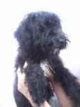 Severina