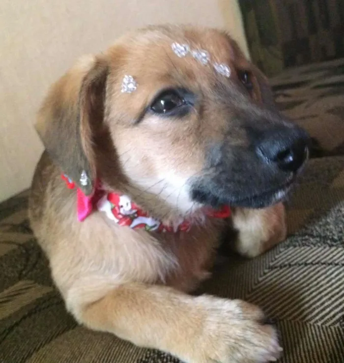 Cachorro ra a vira lata idade 2 a 6 meses nome Valentina