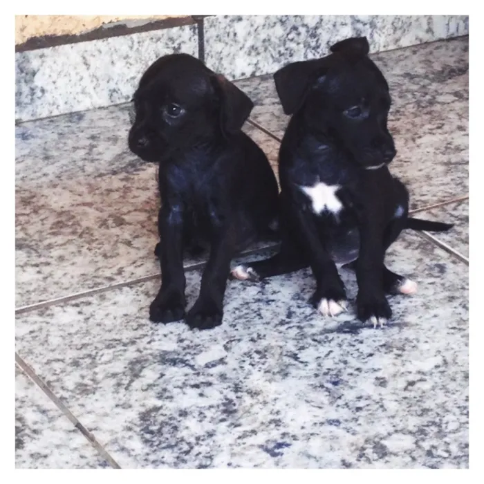 Cachorro ra a indefinida idade 2 a 6 meses nome sem nome (ao gosto 