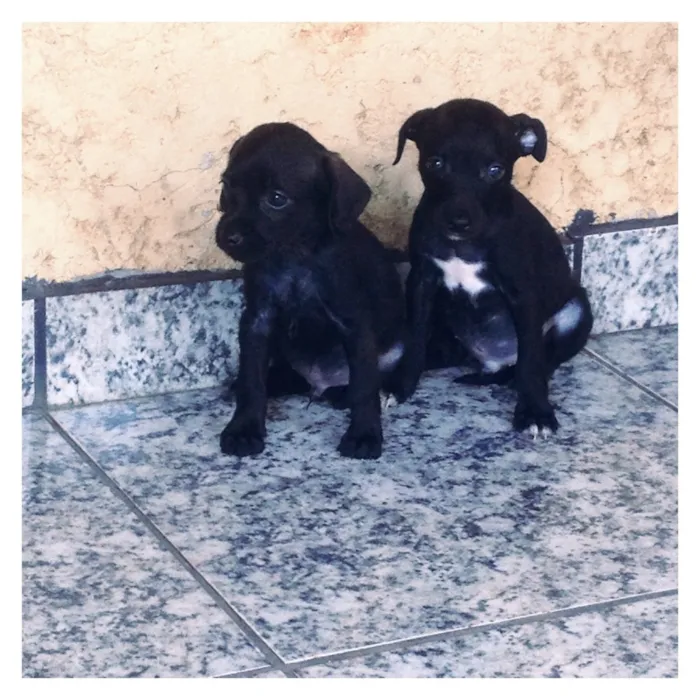 Cachorro ra a indefinida idade 2 a 6 meses nome sem nome (ao gosto 