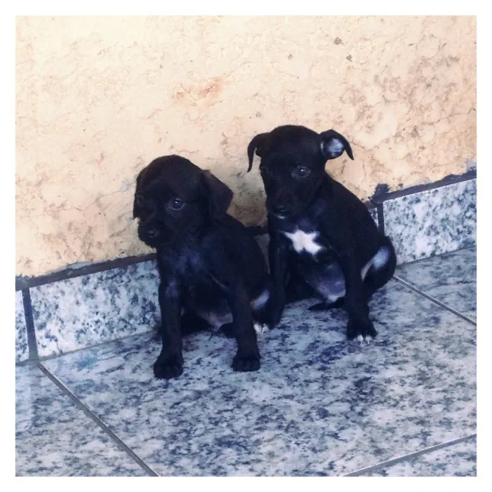Cachorro ra a indefinida idade 2 a 6 meses nome sem nome (ao gosto 