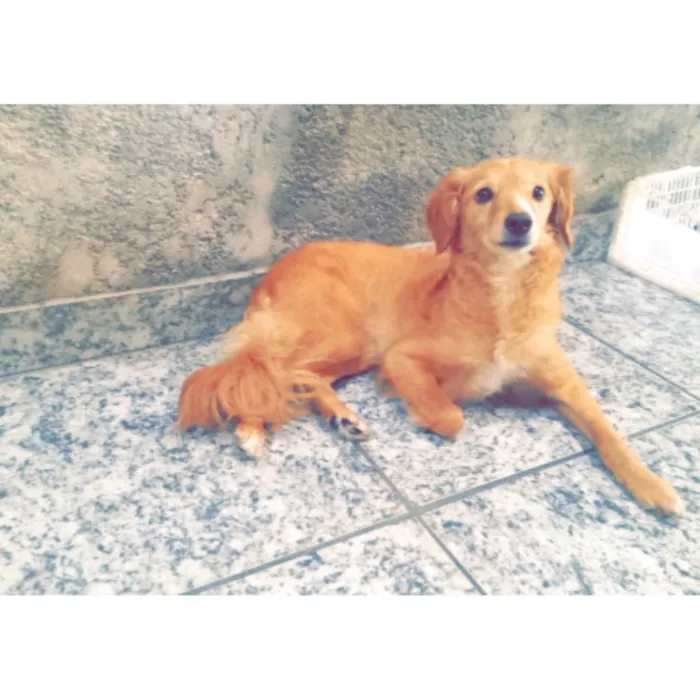 Cachorro ra a indefinida idade 2 anos nome Layka 