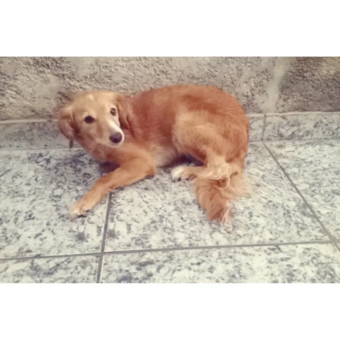 Cachorro ra a indefinida idade 2 anos nome Layka 