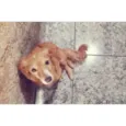 Layka 
