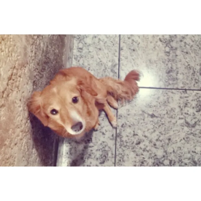 Cachorro ra a indefinida idade 2 anos nome Layka 