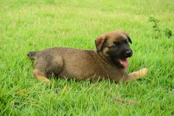 Cachorro ra a sem raça definida idade Abaixo de 2 meses nome Petter