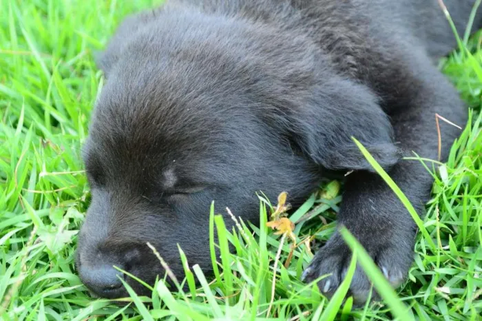 Cachorro ra a Sem Raça Definida idade Abaixo de 2 meses nome Olaff