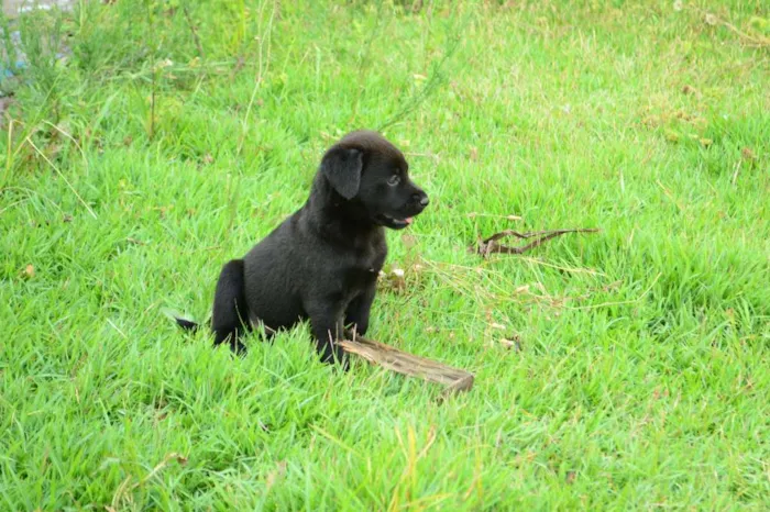 Cachorro ra a Sem Raça Definida idade Abaixo de 2 meses nome Orácio