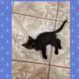 Joao