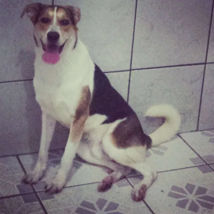 Cachorro ra a vira-lata idade 2 anos nome Theodore
