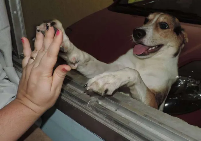 Cachorro ra a vira-lata idade 2 anos nome Theodore