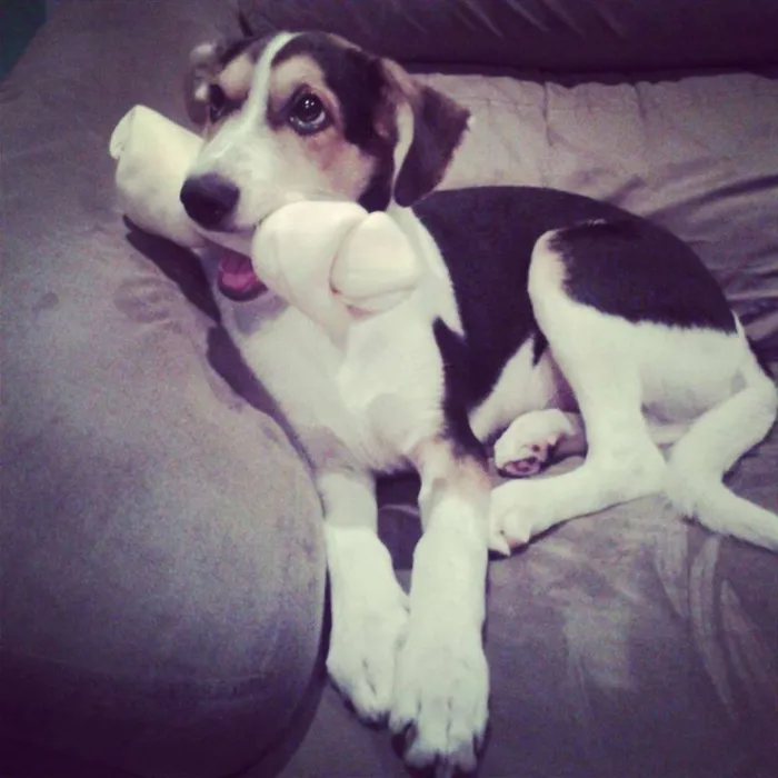 Cachorro ra a vira-lata idade 2 anos nome Theodore