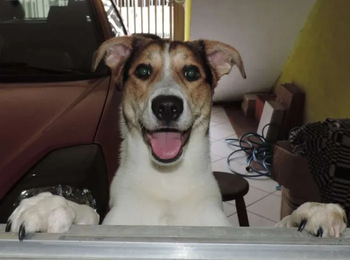 Cachorro ra a vira-lata idade 2 anos nome Theodore