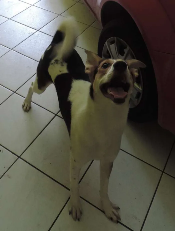 Cachorro ra a vira-lata idade 2 anos nome Theodore