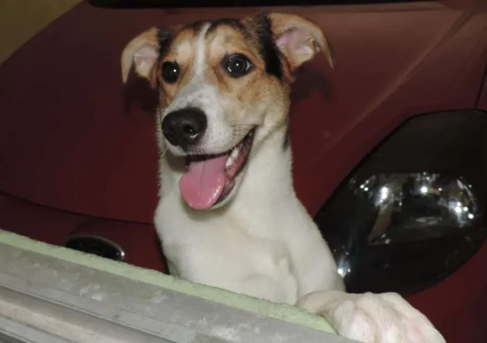 Cachorro ra a vira-lata idade 2 anos nome Theodore