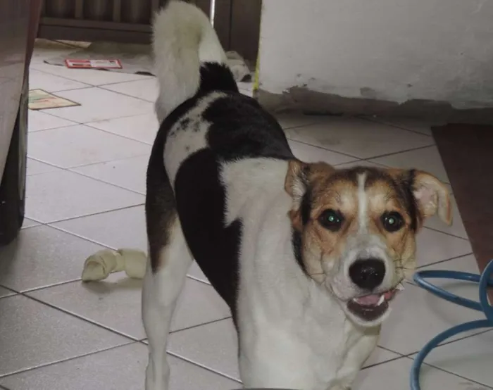 Cachorro ra a vira-lata idade 2 anos nome Theodore