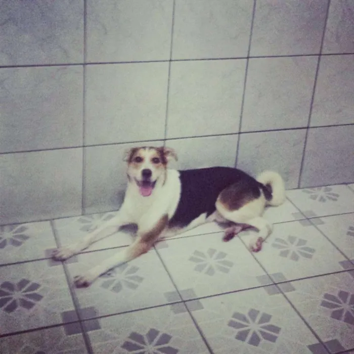 Cachorro ra a vira-lata idade 2 anos nome Theodore