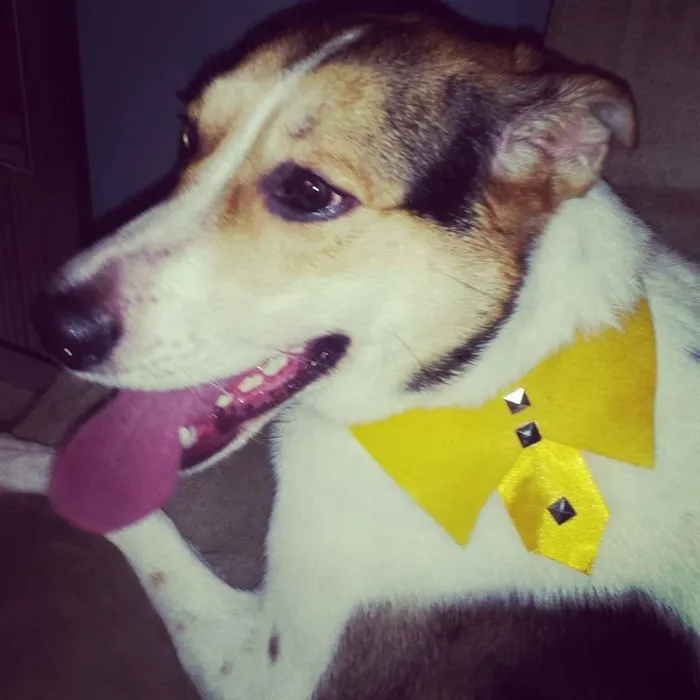 Cachorro ra a vira-lata idade 2 anos nome Theodore