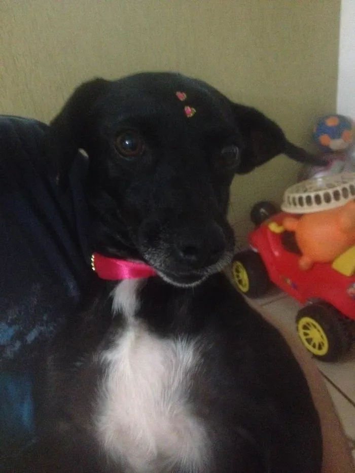 Cachorro ra a Vira lata idade 2 anos nome Sem nome