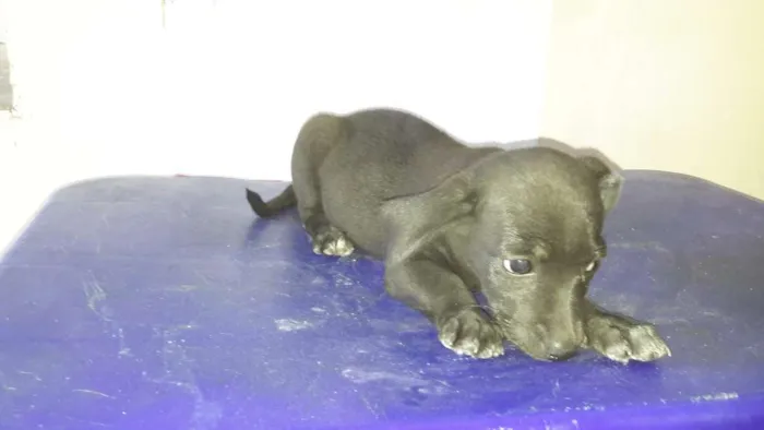 Cachorro raça SRD idade 2 a 6 meses nome Pretinha