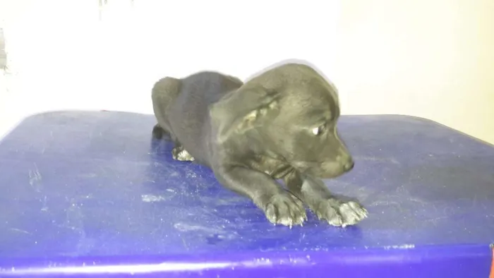 Cachorro raça SRD idade 2 a 6 meses nome Pretinha