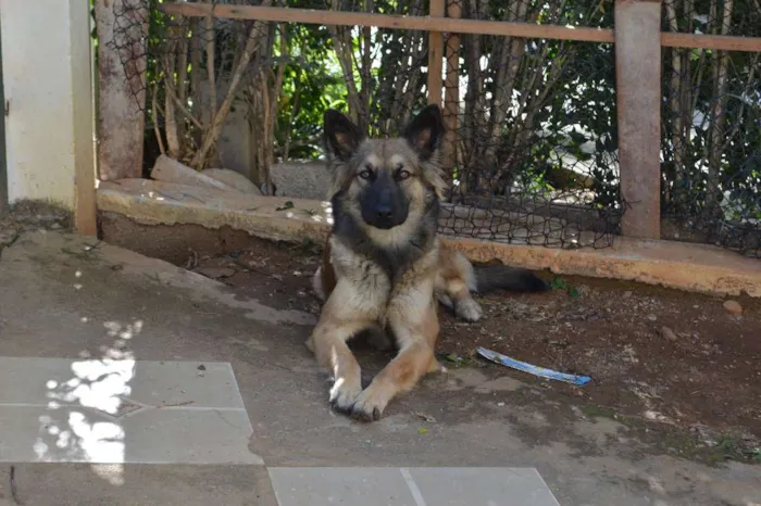 Cachorro ra a Sem Raça Definida idade Abaixo de 2 meses nome Olaff