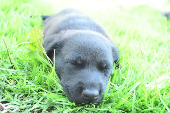 Cachorro ra a Sem Raça Definida idade Abaixo de 2 meses nome Orácio