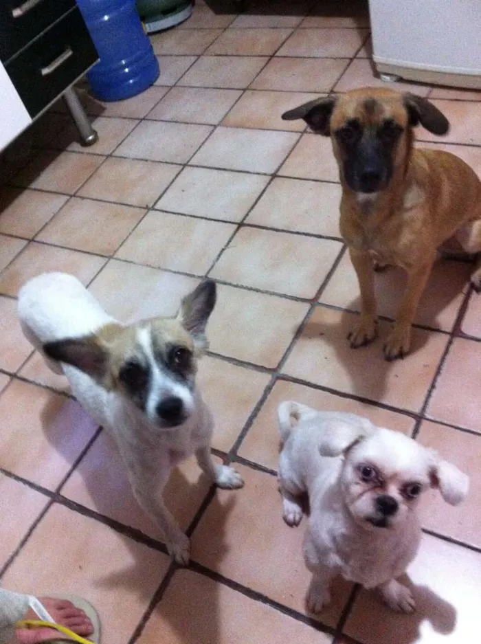 Cachorro ra a SRD idade 1 ano nome thor