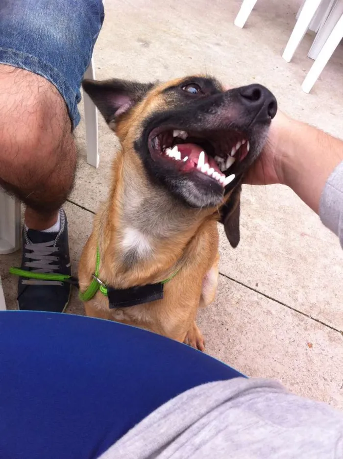 Cachorro ra a SRD idade 1 ano nome thor