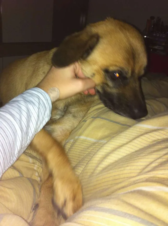 Cachorro ra a SRD idade 1 ano nome thor