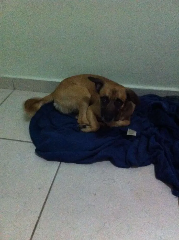 Cachorro ra a SRD idade 1 ano nome thor