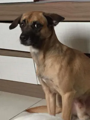 Cachorro raça SRD idade 1 ano nome thor