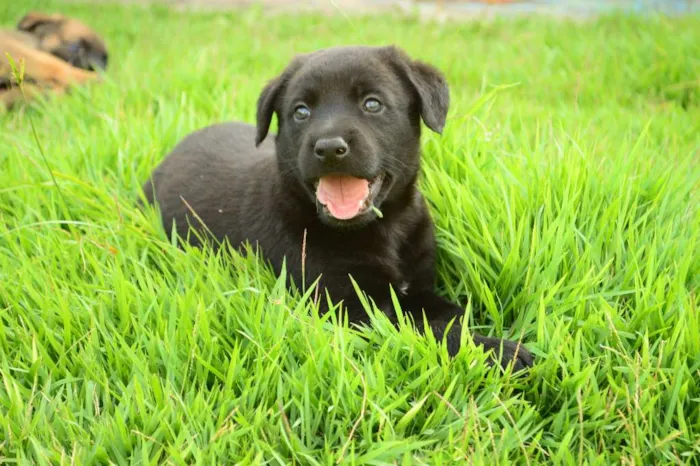 Cachorro ra a Sem Raça Definida idade Abaixo de 2 meses nome Orácio