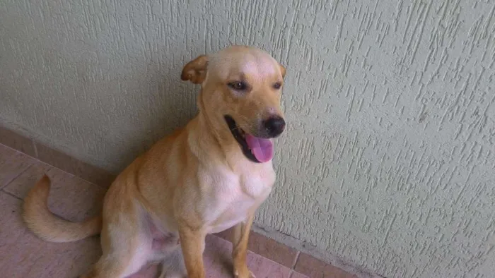 Cachorro ra a SRD idade 1 ano nome mel, Alemao e Toby