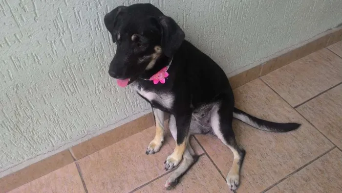 Cachorro ra a SRD idade 1 ano nome mel, Alemao e Toby