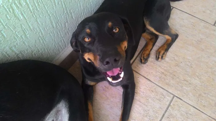 Cachorro ra a SRD idade 1 ano nome mel, Alemao e Toby